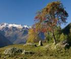 Sorbus torminalis