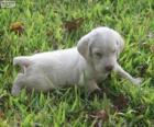 Spinone Italiano щенок