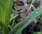 Зеленый лист с несколькими каплями воды