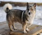 Шведский Vallhund