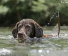 Лабрадор в воде