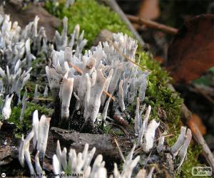 пазл Xylaria hypoxylon