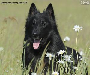 пазл Бельгийская овчарка groenendael голову