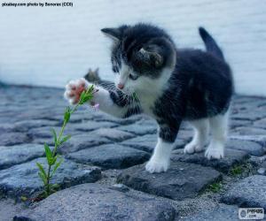 пазл Завод и котенок