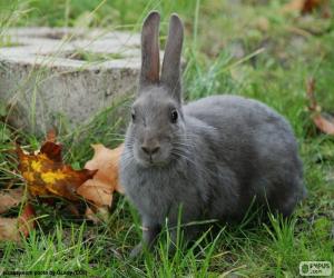 пазл Серый кролик