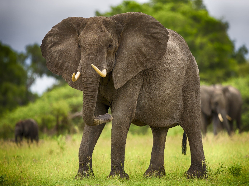 африканский слон puzzle